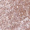 Rose Gold 53